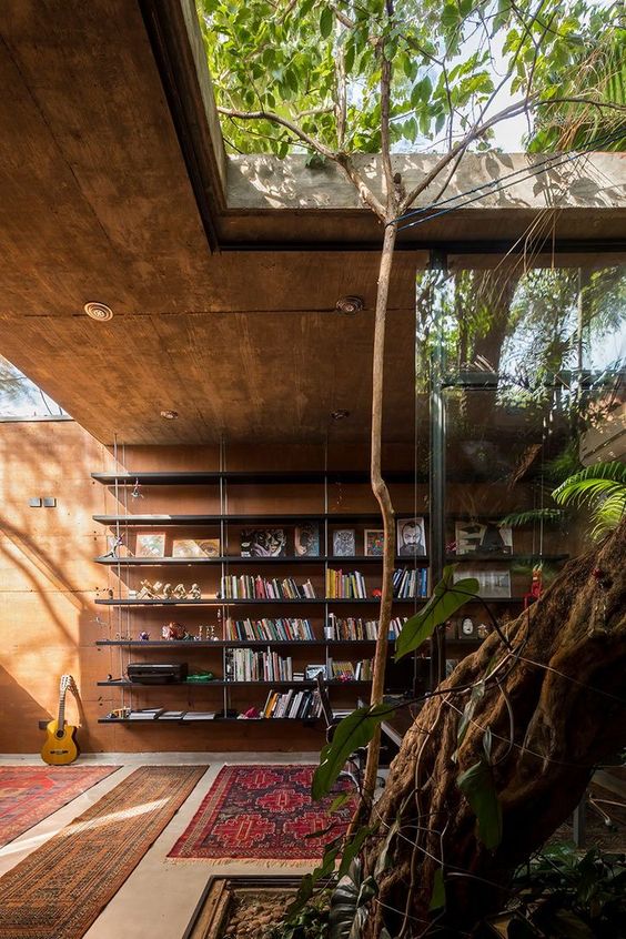 biblioteca-con-arbol