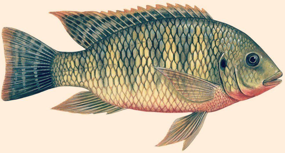 tilapia